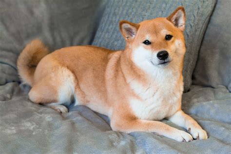 Shiba inu: 2 videos found on Yandex.